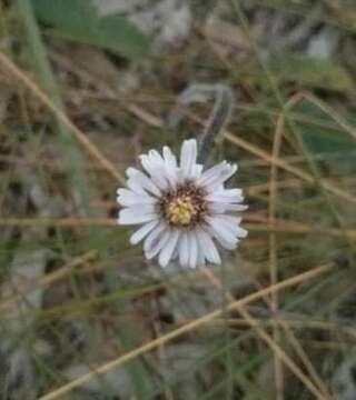 Image of Lagenophora platysperma