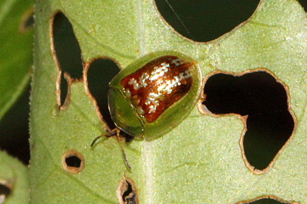 Image of Cassida (Crepidaspis) compuncta (Boheman 1855)