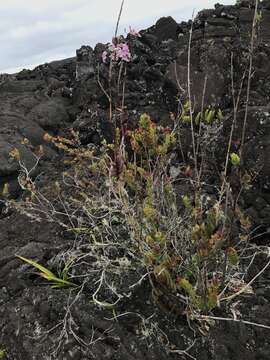 Image of Epidendrum calanthum Rchb. fil. & Warsz.