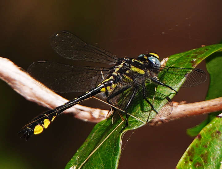 Image of Hylogomphus apomyius (Donnelly 1966)