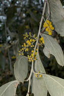 Image of Acacia bancroftiorum Maiden