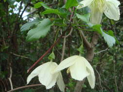 Imagem de Clematis cirrhosa L.