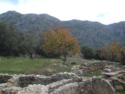 Image of Cyprus turpentine