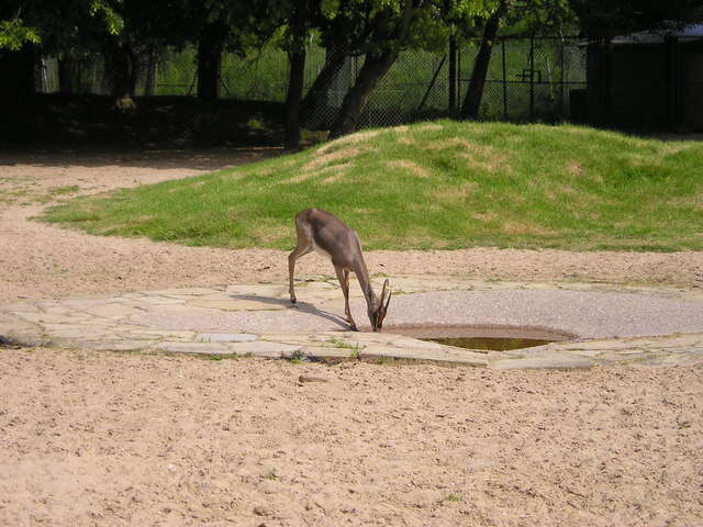 Image of Mountain Gazelle