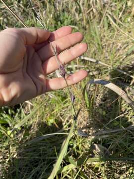 Image of Eragrostis interrupta P. Beauv.