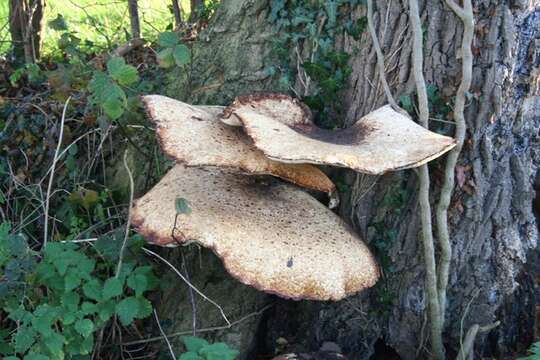 Image of dryad's saddle