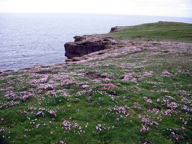 Image of thrift seapink