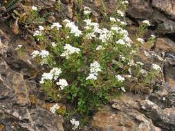 Image of Hornungia alpina subsp. auerswaldii (Willk.) O. Appel