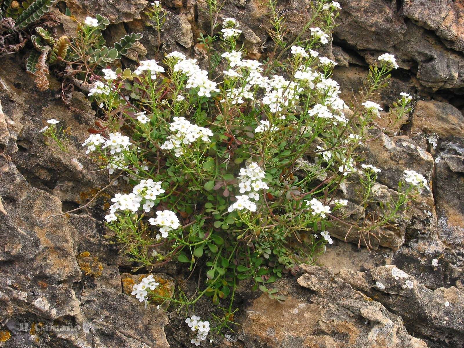 Image of Hornungia alpina subsp. auerswaldii (Willk.) O. Appel