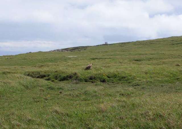 Plancia ëd Stercorarius skua (Brünnich 1764)