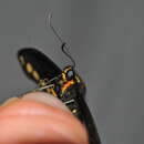 Image of Poey's Black Swallowtail