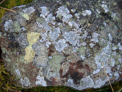 Image of Yellow map lichen;   World map lichen