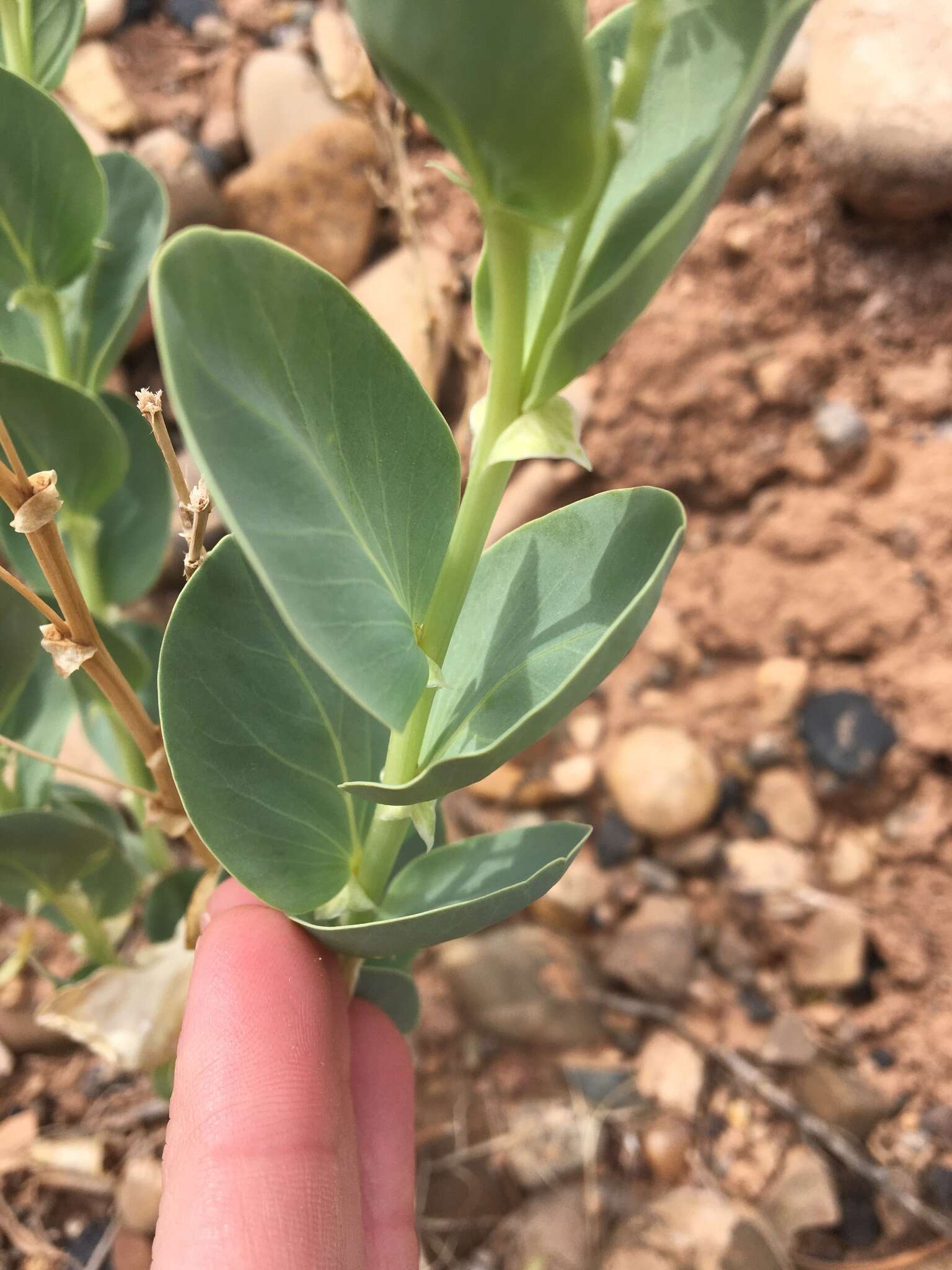 Astragalus asclepiadoides M. E. Jones resmi