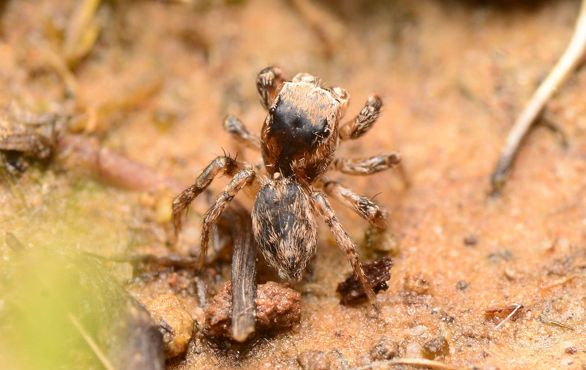 Image of Habronattus texanus (Chamberlin 1924)