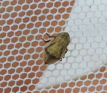 Image of Leafhopper