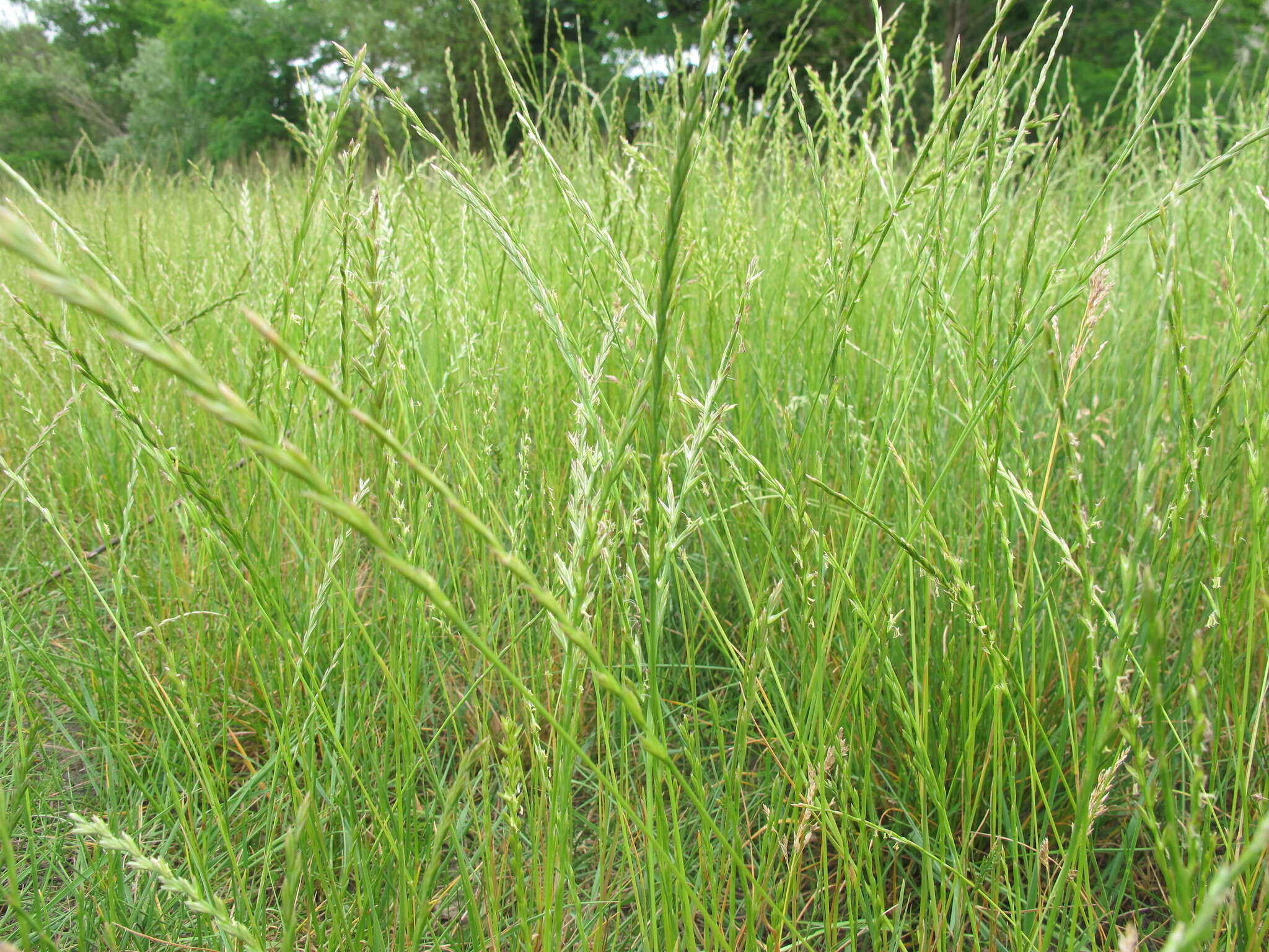 Image of perennial ryegrass