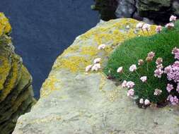 Image of thrift seapink