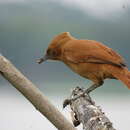 Image of Grey-crested Cacholote