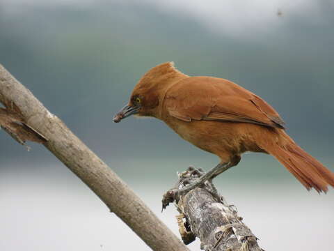 Image of Grey-crested Cacholote