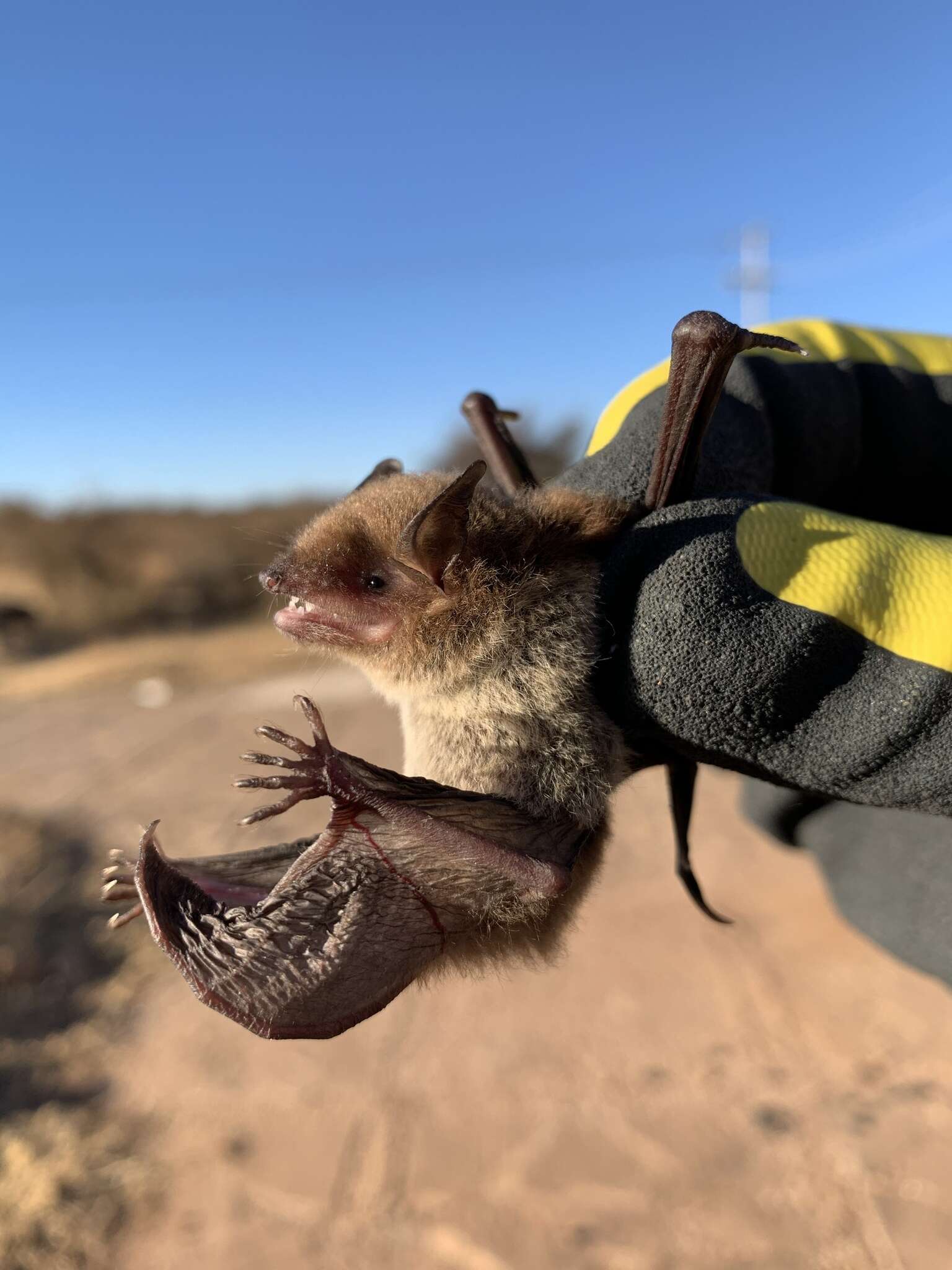 Image of Cave Myotis