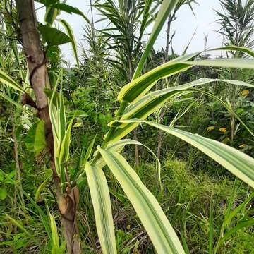 Image of giant reed