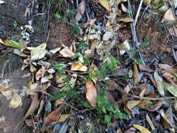 Image of Linum quadrifolium L.