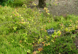 Image of Korean abeliophyllum