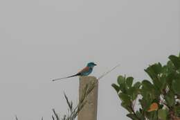 Image of Abyssinian Roller