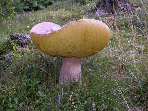 Image of Boletus pinophilus Pilát & Dermek 1973