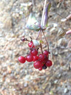 Image of pink honeysuckle