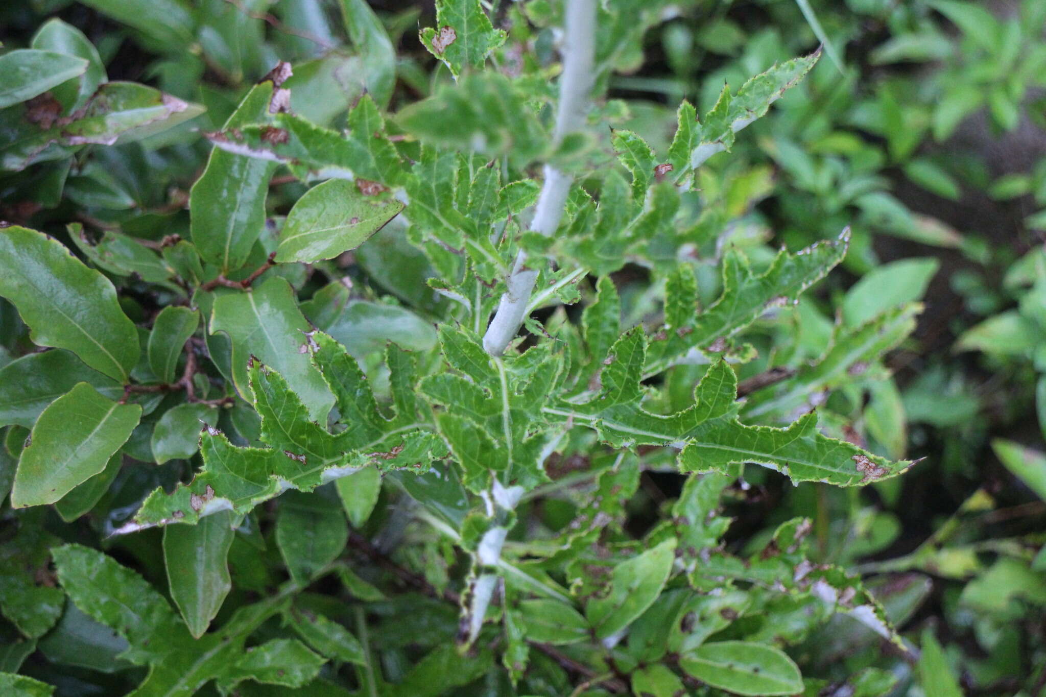 Image of Echinops grijsii Hance