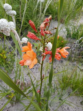 Imagem de Pillansia templemannii (Baker) L. Bolus