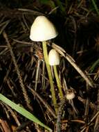 Image of Mycena epipterygia (Scop.) Gray 1821