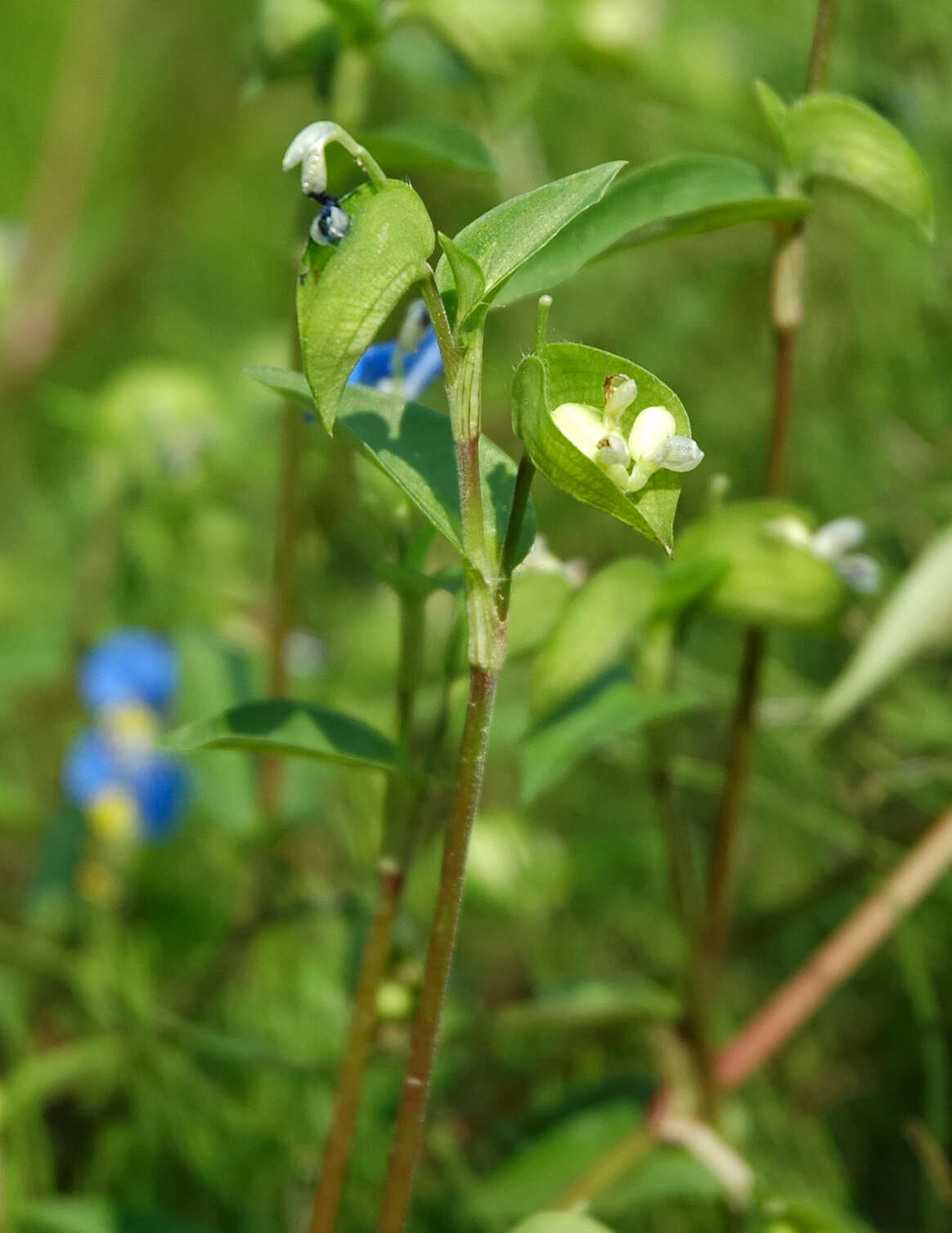 Image of Asiatic dayflower