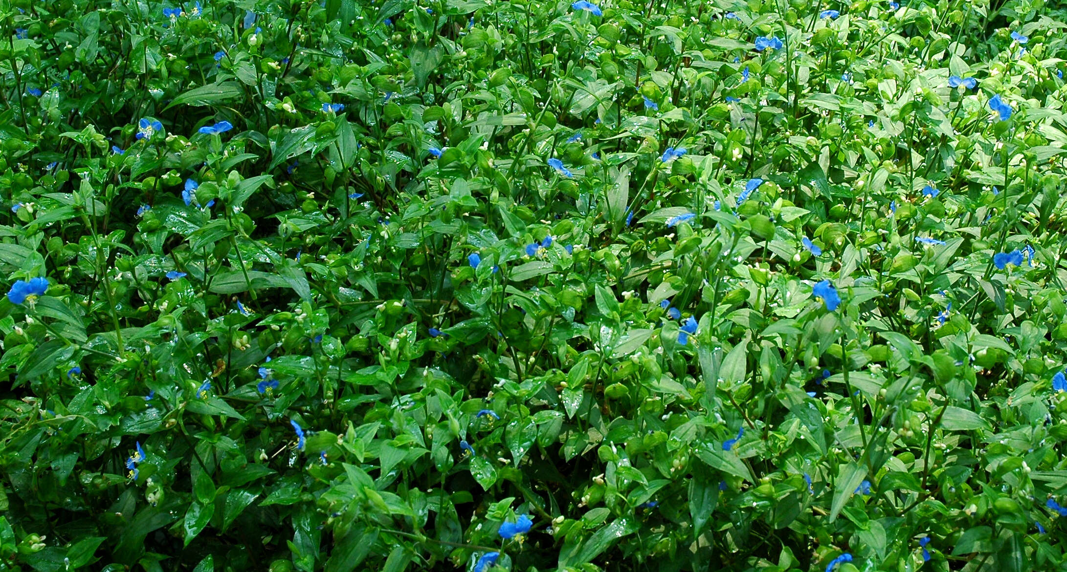 Image of Asiatic dayflower