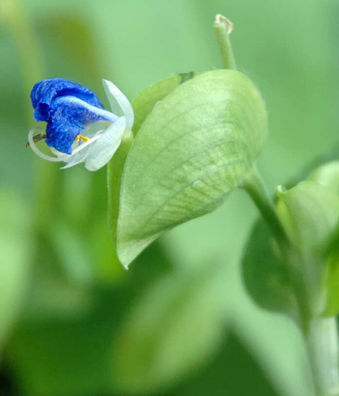 Image of Asiatic dayflower