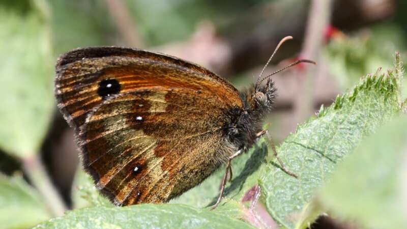 Image of hedge brown