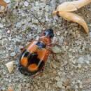 Image of Lebia (Lebia) cruxminor (Linnaeus 1758)