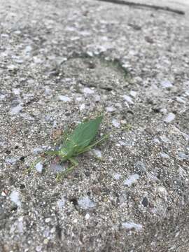 Image of Pterophylla