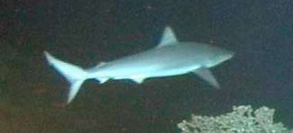 Image of Bignose Shark