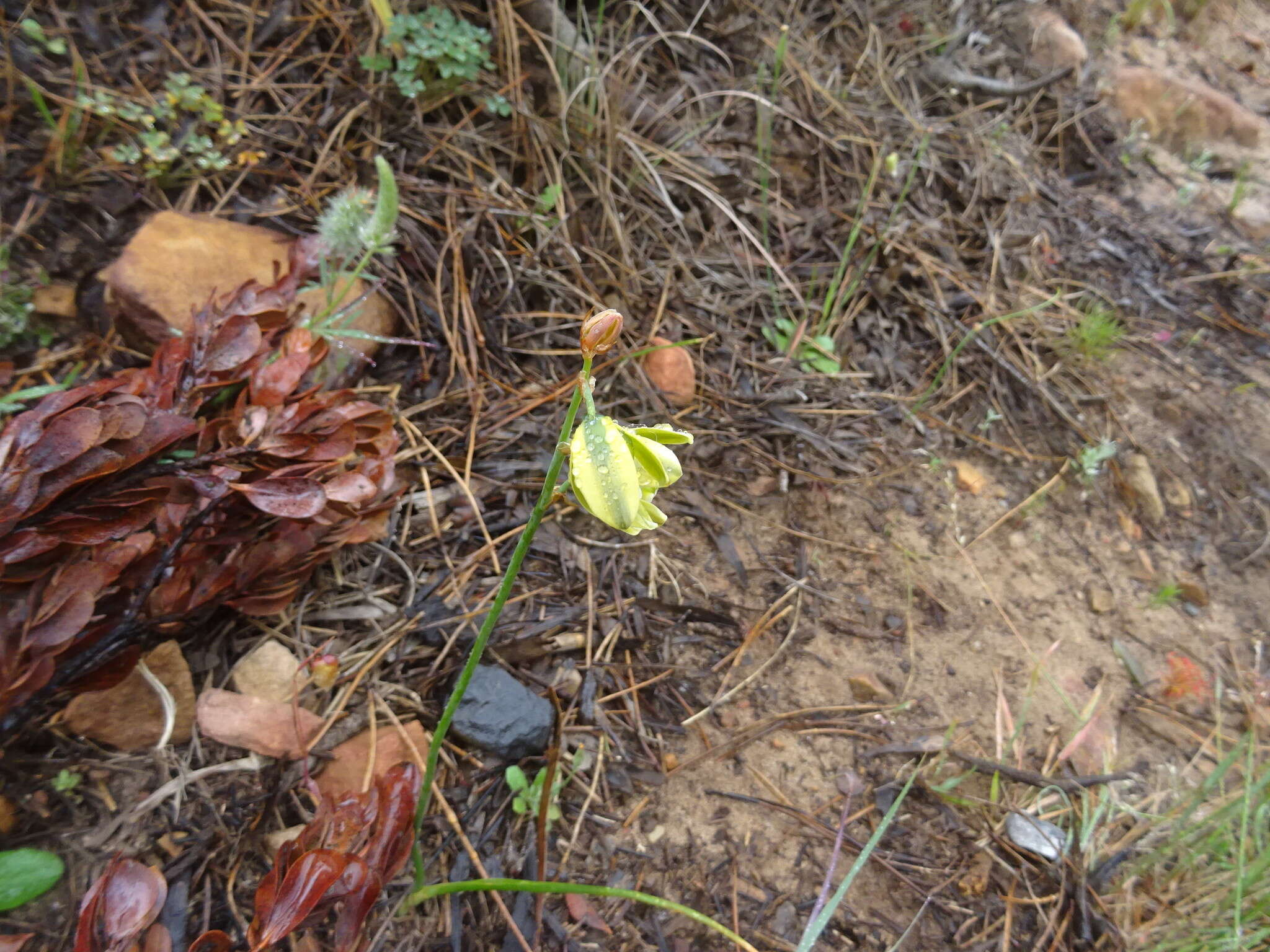 Image of Albuca juncifolia Baker