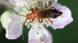 Image of Rhagonycha fulva