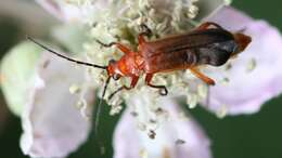 Image of Rhagonycha fulva