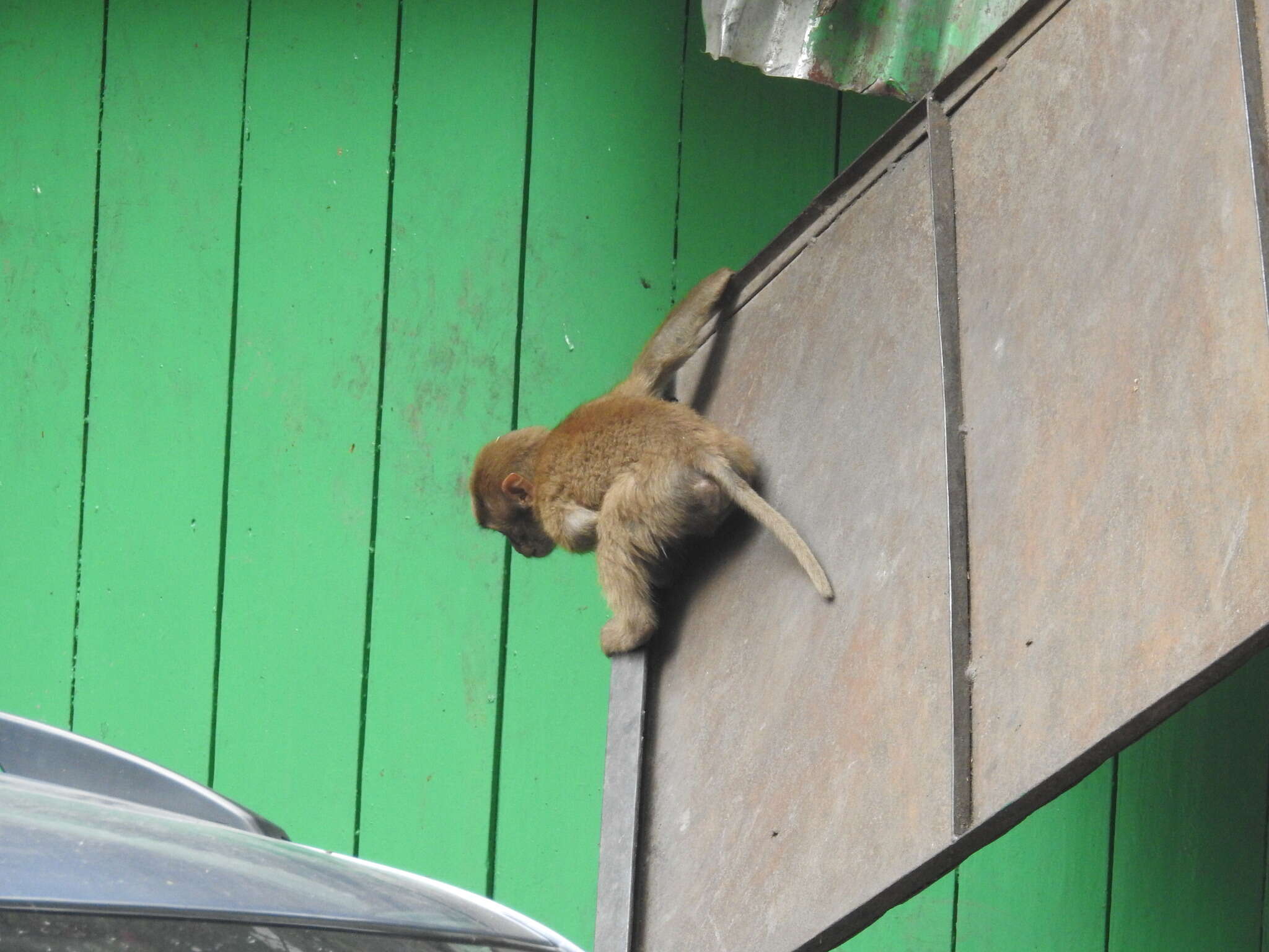 Image of Assam Macaque