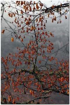 Image of Eastern Hornbeam