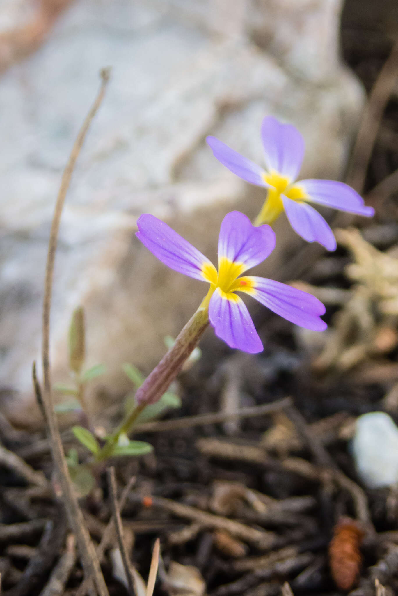 Imagem de Malcolmia macrocalyx (Halácsy) Rech. fil.