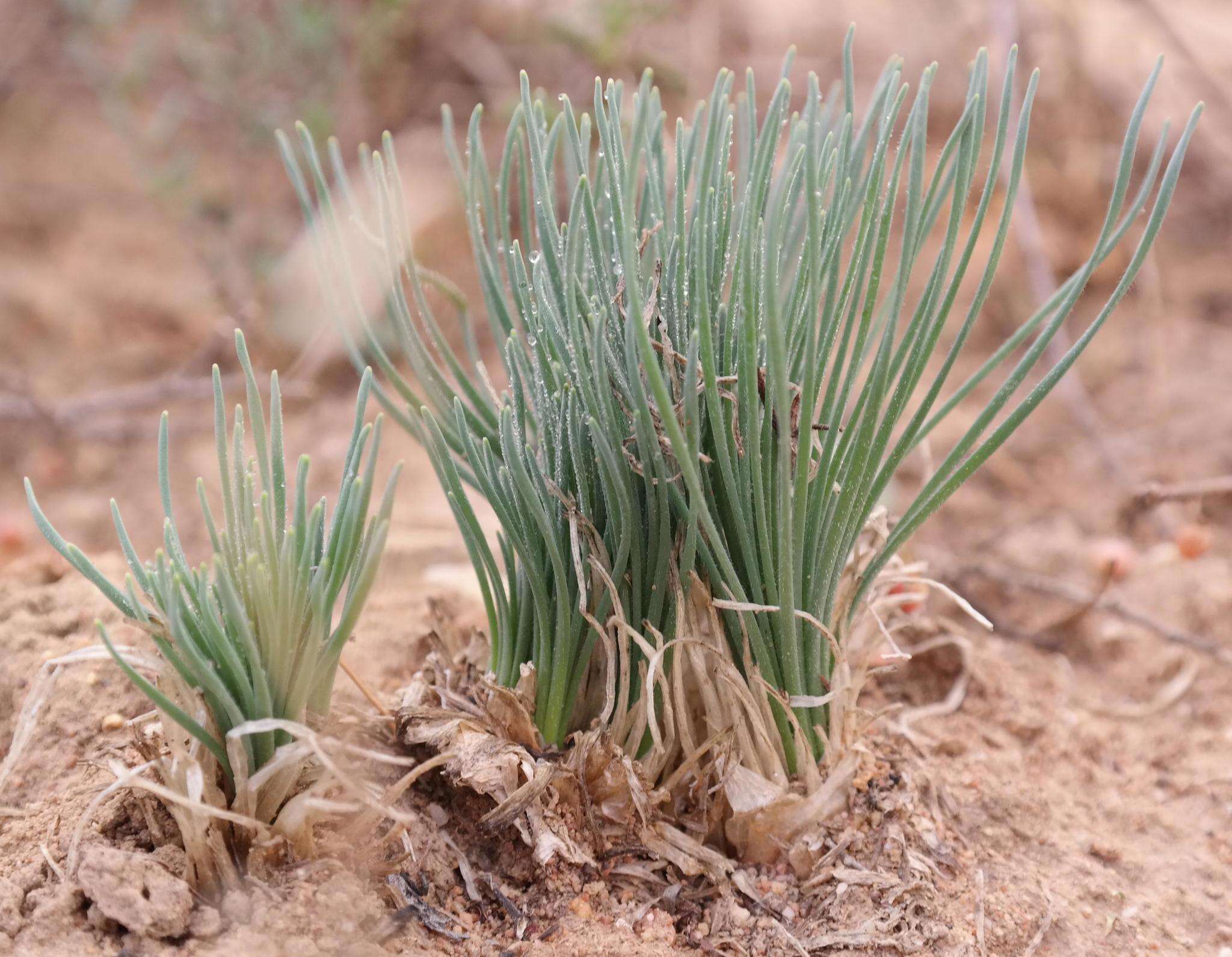 Image of Gethyllis campanulata L. Bolus