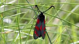 Image of six-spot burnet