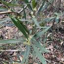 صورة Hakea salicifolia subsp. angustifolia (A. A. Ham.) W. R. Barker