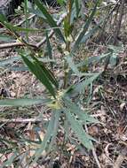 Image of Hakea salicifolia subsp. angustifolia (A. A. Ham.) W. R. Barker